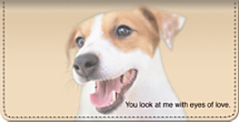 Faithful Friends - Jack Russell Terrier Checkbook Cover