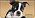 Faithful Friends Boston Terrier Checkbook Cover