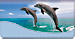 Dancing Dolphins Checkbook Cover