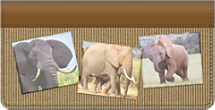 Elephants Checkbook Cover