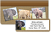Elephants Bonus Buy